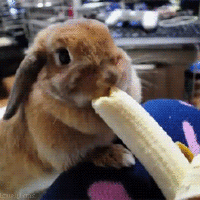 bunny eating banana