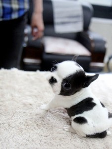 puppies 12