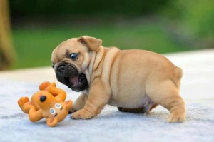 puppies10