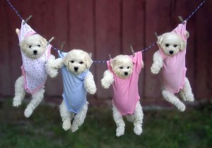 puppies2