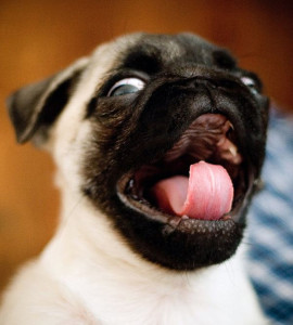puppies3