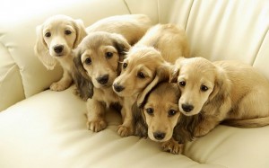 puppies5