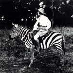 riding-zebra