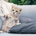 funny cat