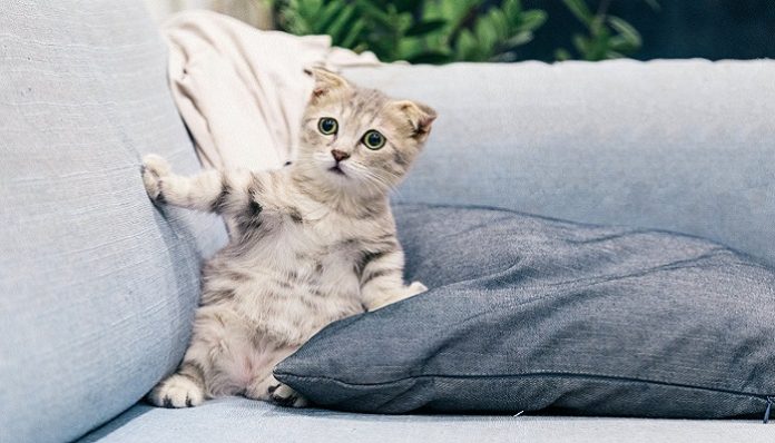 funny cat