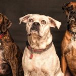 family pets