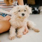 puppy