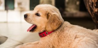 10 GIFs That Prove National Puppy Day Is The Only Holiday You Need