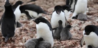 10 GIFs That Will Make You Even More Obsessed With Penguins