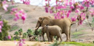11 Adorable Elephant GIFs To Brighten Up Your Monday