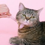 cruelty-free brands