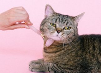 7 Cruelty-Free Companies You Should Be Shopping At