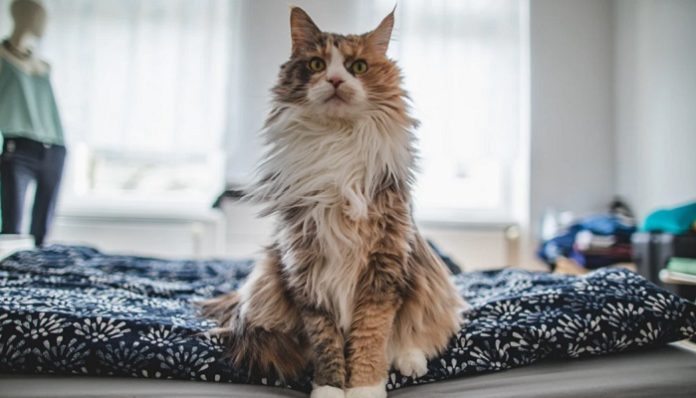 college pet