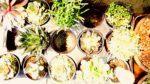 Succulents
