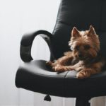 dog office