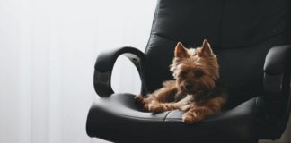 5 Reasons Take Your Dog To Work Day Should Be Everyday