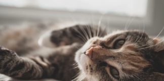 11 Stages Of Realizing Summer Is Coming To An End As Told By Kittens