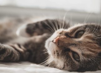 11 Stages Of Realizing Summer Is Coming To An End As Told By Kittens