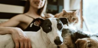 Why Animals Are Infinitely Better Than People