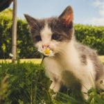 pexels-alex-b-1472999