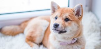 The 7 Best Puppy Instagram Accounts You Need To Follow