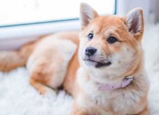 The 7 Best Puppy Instagram Accounts You Need To Follow