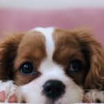 t-r-photography-TzjMd7i5WQI-unsplash