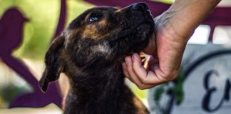 What You Need To Know About Rescuing A Pet From An Animal Shelter