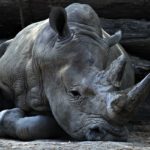 rhino