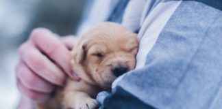 7 Reasons The Only Babies I Want In My Life Are Puppies