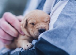 7 Reasons The Only Babies I Want In My Life Are Puppies