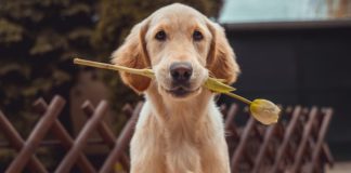 To My Dog In Heaven, I Still Thank You Every Day