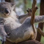 koala