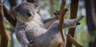 John Oliver Is Single-Handedly Fighting To Save Koalas From Chlamydia