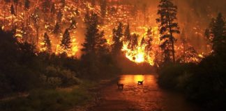 Greece Is Experiencing Its Deadliest Wildfires In Over A Decade
