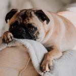 sarandy-westfall-603305-unsplash