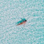 swimming