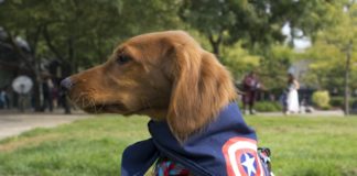 5 Creative Costumes That Your Pet Can Rock All Year Long