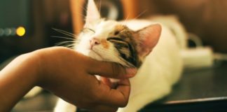 6 Ways To Show Your Feline Love On National Hug A Cat Day