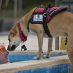 swimmer-802890_1920
