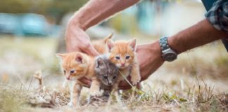 You Should Celebrate National Kitten Day By Adopting A Kitty