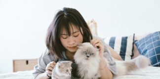 5 Fun Facts About Felines In Honor Of International Cat Day cat felines international day