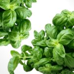 basil-herbs-green-mediterranean-40720