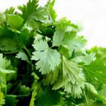 cilantro-1287301_1280