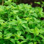 oregano-2662890_1280