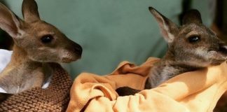 A Woman Is Recruiting People To Knit Mittens & Blankets For Australia’s Wildlife