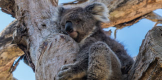 Australian Wildfires Killed Half A Billion Animals But No One’s Talking About It