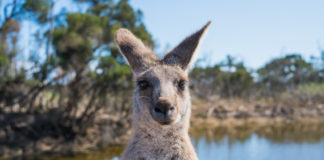 What Australia Really Needs During These Tragic Bushfires
