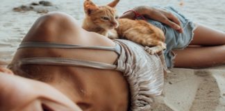 5 Tips To Survive Traveling With Your Cat