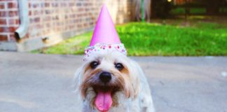 6 Reasons I’ll Never Regret Making My Dog An Instagram
